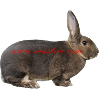 Samolepka králík rex slovenský sivomodrý