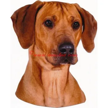 Samolepka rhodesian ridgeback, ridžbek 507 - archiv