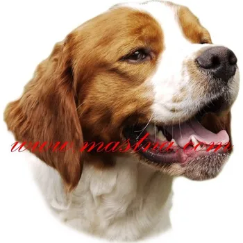 Samolepka bretaňský ohař 510