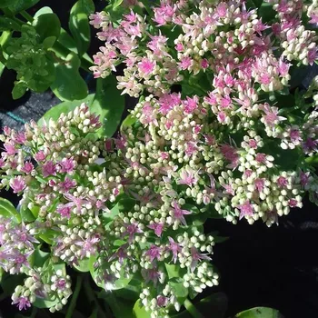 Sazenice Sedum telephium Surrender Rose Imp