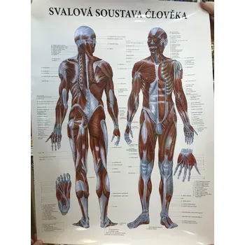 Mapa svalová soustava člověka
