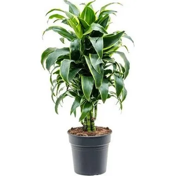 Sazenice Dračinec vonný, Dracaena fragrans Dorado, průměr květináče 21 cm