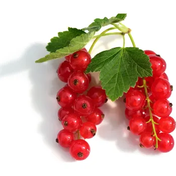 Sazenice Rybíz červený \"Vitan\" - keř