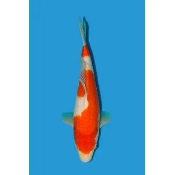 Krmivo pro rybičky HQ Jumbo Tategoi Kohaku ... JK 23MBH06