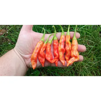 Semeno chilli-semena Sugar Rush Stripey