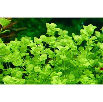 Akvaristika Micranthemum umbrosum (IN-VITRO kelímek Ø 7 cm)