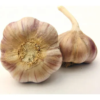 Semeno Václav Kozák Česnek Vekan 16 ks