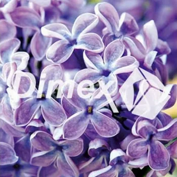 Obraz DIMEX | Obraz na skle | Šeřík GL-30-011 | 30 x 30 cm + Skleněný fotoobraz na stěnu české výroby DIMEX - GL-30-011 Šeřík, v rozměru 30 x 30 cm