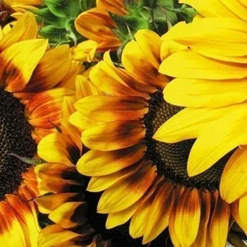 Obraz DIMEX | Obraz na skle | Slunečnice GL-30-030 | 30 x 30 cm + Skleněný fotoobraz na stěnu české výroby DIMEX - GL-30-030 Slunečnice, v rozměru 30 x 30 cm