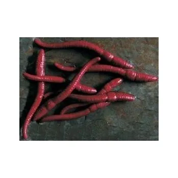 Umělá nástraha 8ks - Imitace Hnojné Žížaly Enterprise Plovoucí