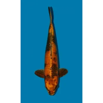 Krmivo pro rybičky Kin Ki Utsuri JK 20190029