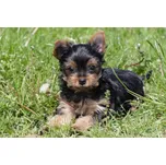 Zdeko Jorkšírský teriér 500 dílků