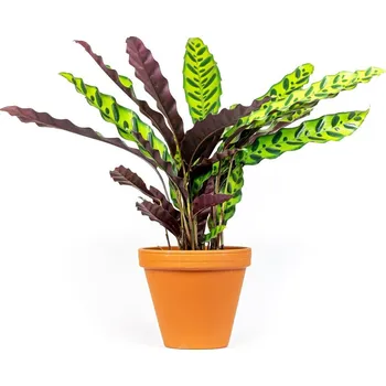 Gardners Calathea Lancifolia (Insignis), průměr 11-12 cm Kalatea