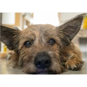 Puzzle Puzzle velké s potiskem Dizzy pes - puzzle 42x30 cm 300 dílků