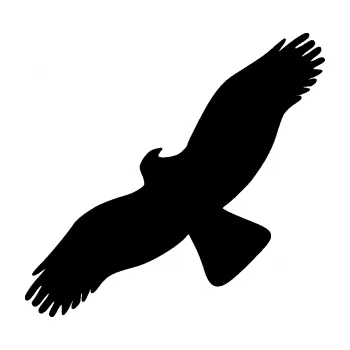 Samolepící dekorace SAMOLEPKA Dravec na sklo 001 levá (01 - černá) NA AUTO, NÁLEPKA, FÓLIE, POLEP, TUNING, VLASTNÍ TEXT, TISK, AUTOSAMOLEPKY.cz, POLEPY, OBRÁZEK, LOGO, SAMOLEPKY