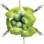 Pontec PondoHyacinth 77938