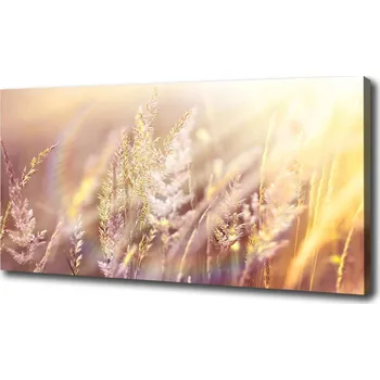 Obraz Foto obraz na plátně Vysoká tráva