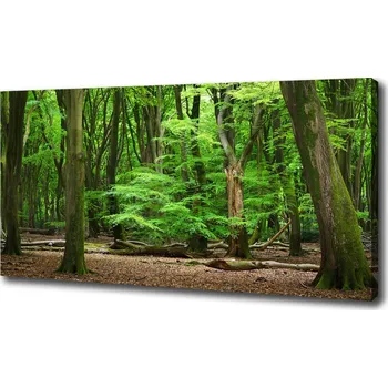 Obraz Foto obraz na plátně Nizozemský les