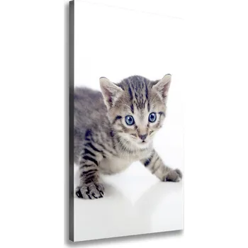 Obraz Vertikální Vertikální Foto obraz na plátně do obýváku Malá kočka