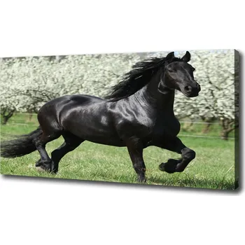 Obraz Foto obraz na plátně do obýváku Černý kůň květiny