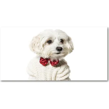 Obraz Foto obraz sklo tvrzené Maltézský psík