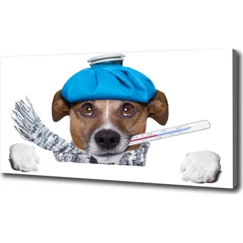 Obraz Foto obraz na plátně do obýváku Nemocný pes