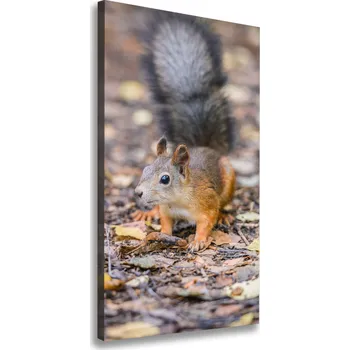 Obraz Vertikální Foto obraz na plátně Veverka v lese