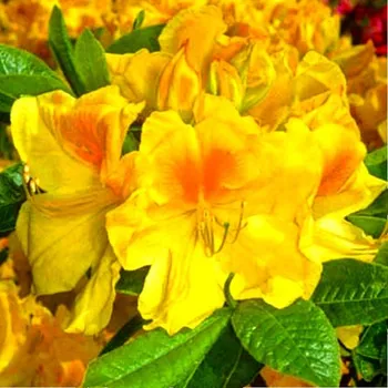 Sazenice AZALKA ´LIMETTA´