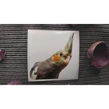 samolepka Korela chocholatá 02