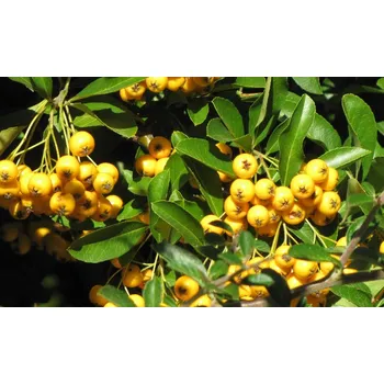 Sazenice Pyracantha cocc. 'Soleil d´Or' 40 cm, žlutá