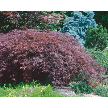 Sazenice Acer palm. 'Inaba Shidare' C5L, v.40-50 CM