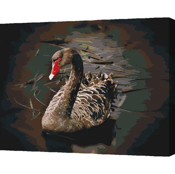 Malování podle čísel - Černá labuť Velikost: 30x40cm, Rámování: Pouze srolované plátno