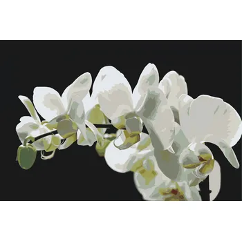 Malování podle čísel - Bílá orchidej 2 Velikost: 40x60cm, Rámování: Pouze srolované plátno