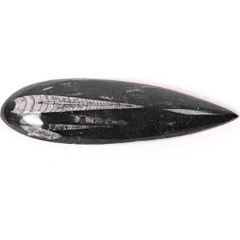 Sběratelství Magieprirody.cz Fosilie Orthoceras 140 mm (Maroko) #166