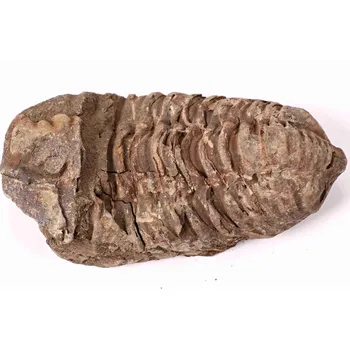 Magieprirody.cz Fosilie Trilobit Calymene Flexicalymene 85 mm #136