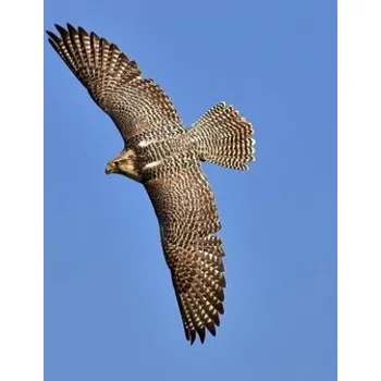 Cizojazyčná kniha Falcon: Birds of Prey in the Genus Falco, Which Includes about 40 Species. Falcons Are Widely Distributed on All Continents of – Planners and Journals (EN)