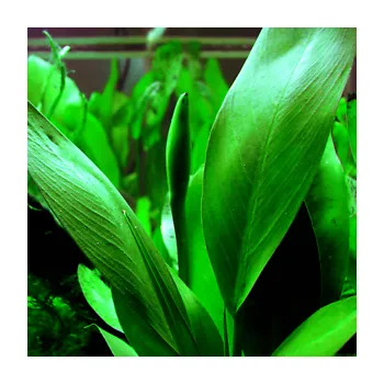 Dekorace do akvária Anubias lanceolata (Košíčková Ø 5,5 cm)