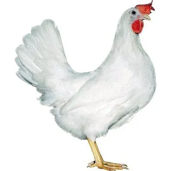 Kuřice bílá Leghorn