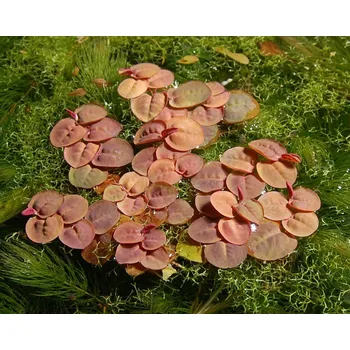 Dekorace do akvária Phyllanthus fluitans (IN-VITRO Ø 7 cm)