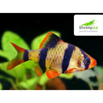 Parmička čtyřpruhá 10 ks - Puntius tetrazona