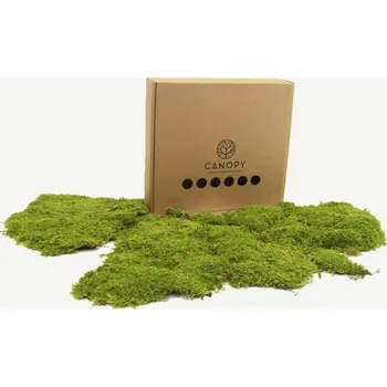 Rám na obraz Stabilizovaný mech Rock Moss Box 63x63 cm - Do interiéru