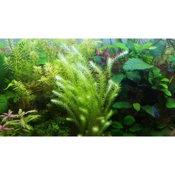 Akvaristika Mayaca fluviatilis ( Košíčková Ø 5,5 cm )