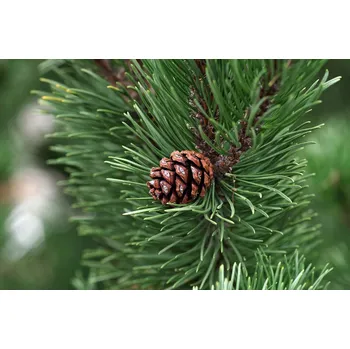 Esenciální olej borovice množství: 35 ml