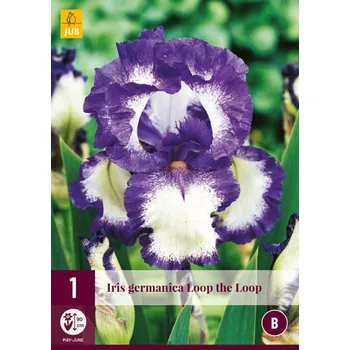 Cibulovina JUB Holland Kosatec německý Loop the Loop 1 ks