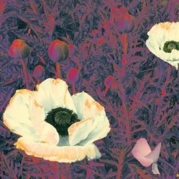 Zahraniční hudba CD The Green Pajamas: Sunlight Might Weigh Even More 2021