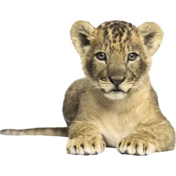 Fototapeta Fototapeta vliesová Lvíče 243x184 cm