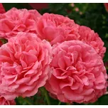 Kordes Roses Rosarium Uetersen pnoucí…