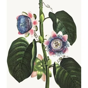 Fototapeta Fototapeta vliesová Passie flora 243x280 cm