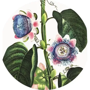 Fototapeta Fototapeta vliesová Passie flora 142,5 cm