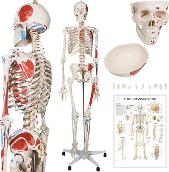 Jago JG79222 Anatomie člověka